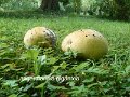 Calvatia gigantea-amf1925